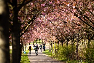 Cyclists riding through an avenue of cherry trees in Berlin
