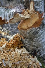 Wood chips around birch tree showing damage from gnawing by Eurasian beaver