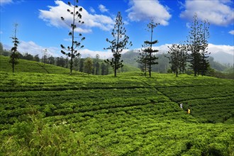 Tea plantations near Nanu Oya