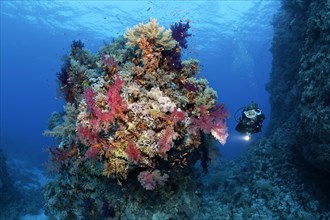 Diver looking at coral block on coral reef