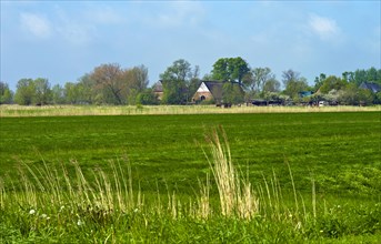 Farms on the Elbe island of Krautsand