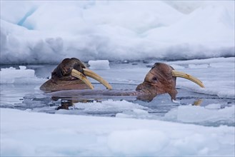 Two male walruses