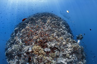 Diver diving on reef ridge of stony corals