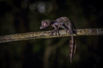 A leaf-tailed gecko