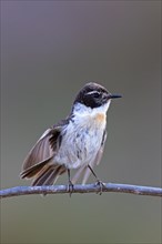 Canary islands stonechat
