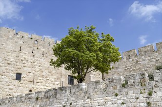 Deciduous tree at the city wall of Jerusalem