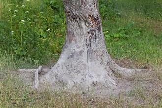 Rubbing tree showing tree bark