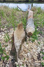 Wood chips around tree felled by Eurasian beaver