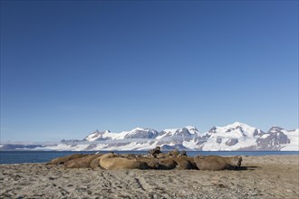 Group of male walruses