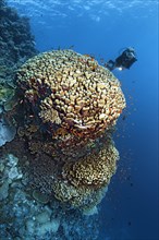 Coral reef wall with diver