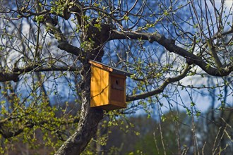 Nest box in a tree