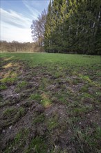 Ruined grassland
