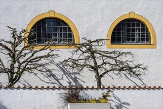 Bizarre branches with lichen and latticed arched windows