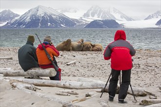 Eco-tourists with armed guide watching and photographing walruses