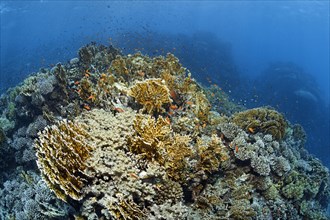 Coral reef canopy with many different stony corals