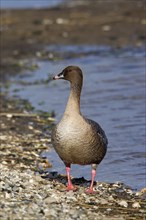 Pink-footed goose