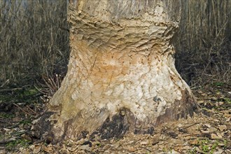 Thick tree trunk showing teeth marks from gnawing by Eurasian beaver