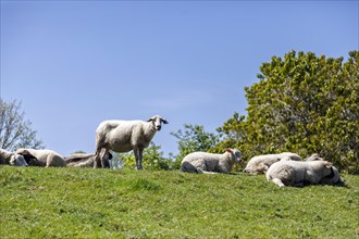 Sheep on the Allwoerden dike