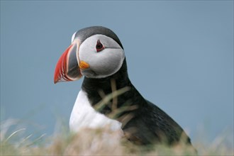 Atlantic Puffin