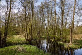 Landscape conservation area at Lake Schwerin