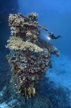 Diver looking at fifteen-metre high coral tower made of various species of stony coral