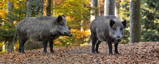 Two young wild boars