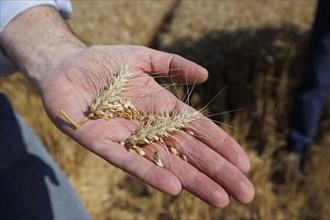 Ears of durum wheat on a hand