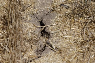 Broken soil on a threshed field