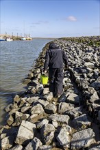 Collecting wild oysters on the North Sea coast in North Friesland