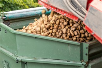 Grubbed potatoes are filled into a transport trailer by a potato harvester in Uetze