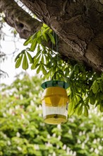 Attractant funnel trap or also pheromone trap in chestnut trees
