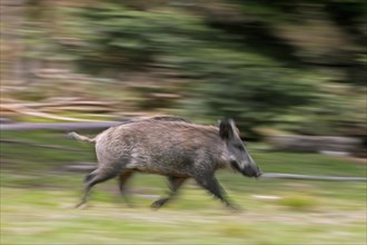 Motion blurred running solitary wild boar