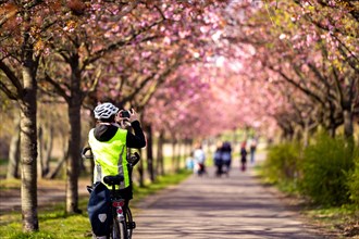 A cyclist takes a photo of cherry trees in Berlin