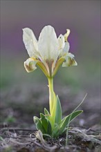 Yellow pygmy iris