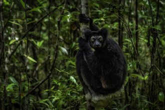 An Indri Lemur in the rainforests of Analamazaotra National Park in eastern Madagascar