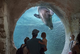 Visitors with child watching walrus