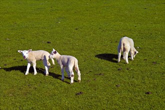 Lambs on the dyke of the island of Nordstrand