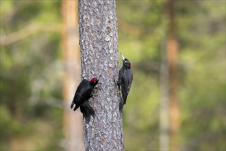 Couple of black woodpeckers