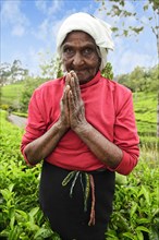 Elderly tea picker with hands folded in salute