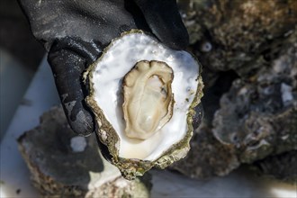 Wild oyster collected on the North Sea after opening