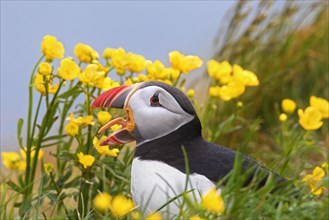 Calling Atlantic puffin