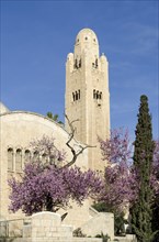 Blossoming almond trees in front of the YMCA hotel with the distinctive observation tower