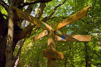 Signpost in the Darss Forest