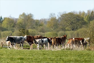 Herd of cattle in the meadow