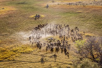 Aerial view of a Buffalo herd in the countryside of the Okavango Delta. Animal paths