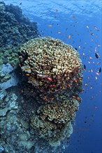 Coral reef wall with large dome coral