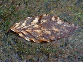 Beech leaf on a rain-soaked stone