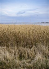 Reed grass standing on the waterfront in the harbour of Wieck am Darss shortly after sunset. Wieck