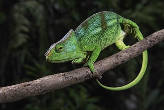 A semi-adult male parson chameleon