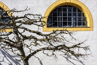 Bizarre branches with lichen and barred arched window
